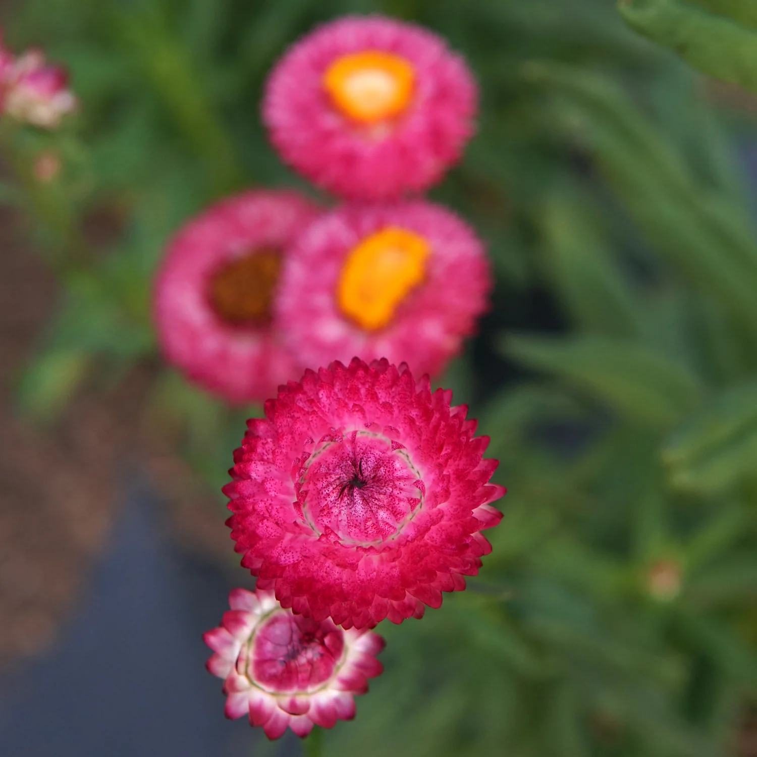 Endless Summer Mix Strawflower - Image 8