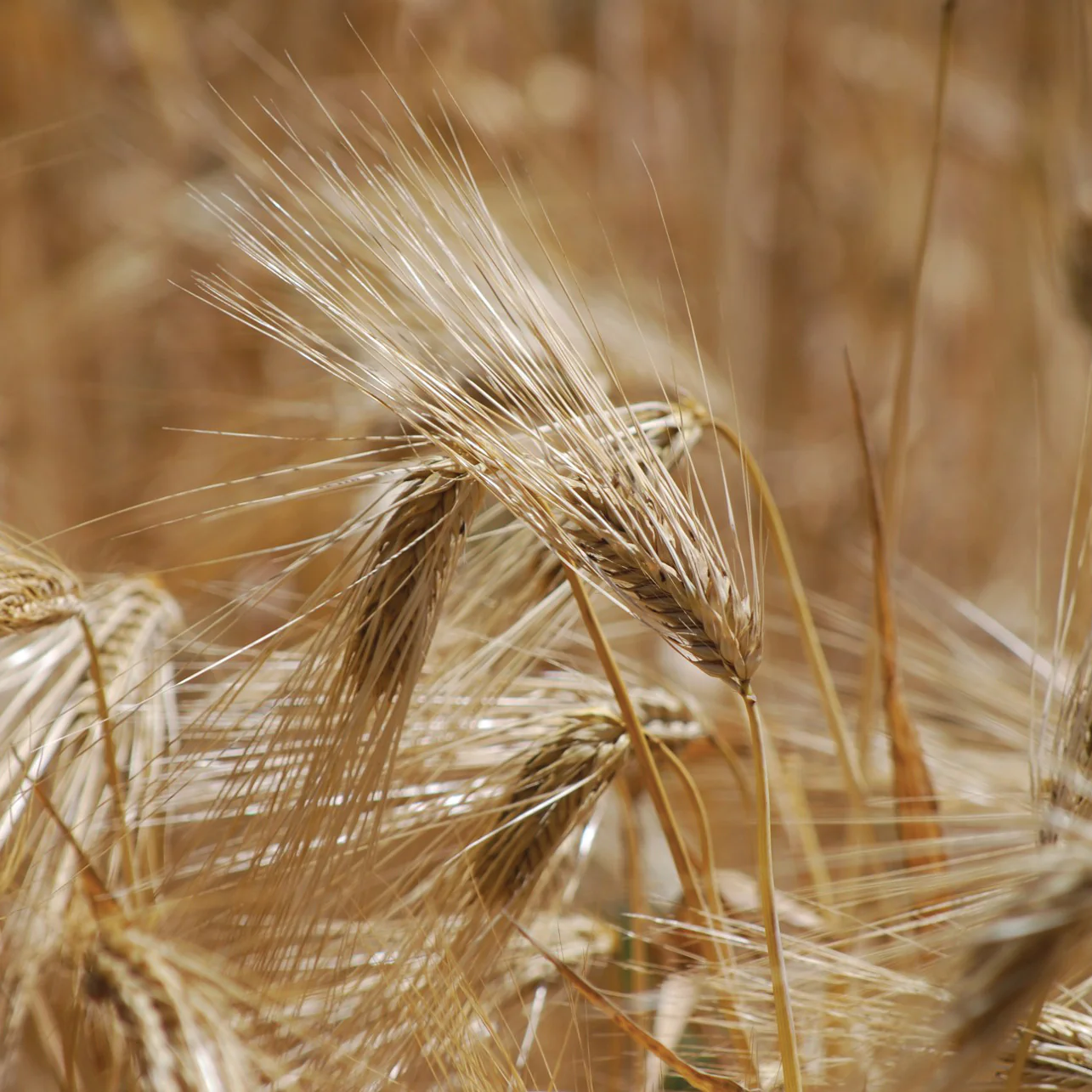 English Squarehead Wheat