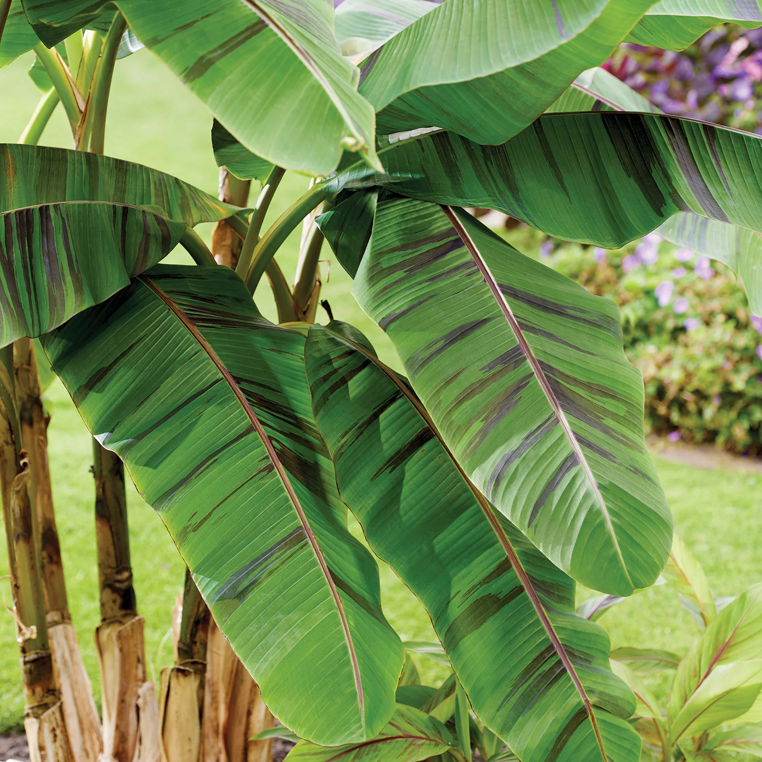 Ever Red Banana Tree