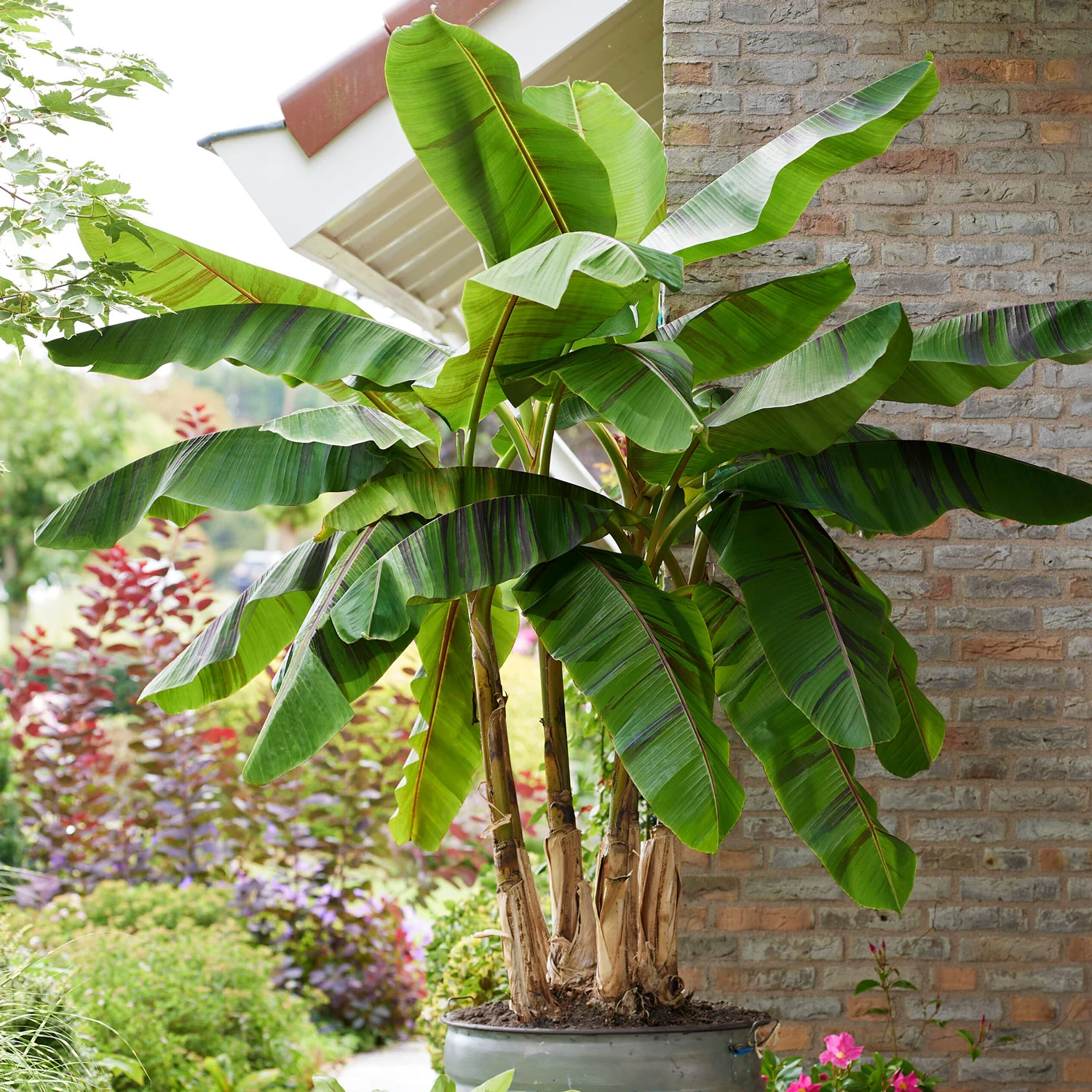 Ever Red Banana Tree - Image 2