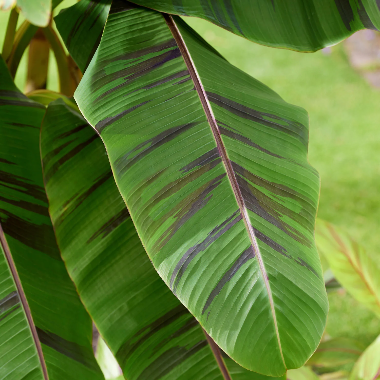 Ever Red Banana Tree - Image 3