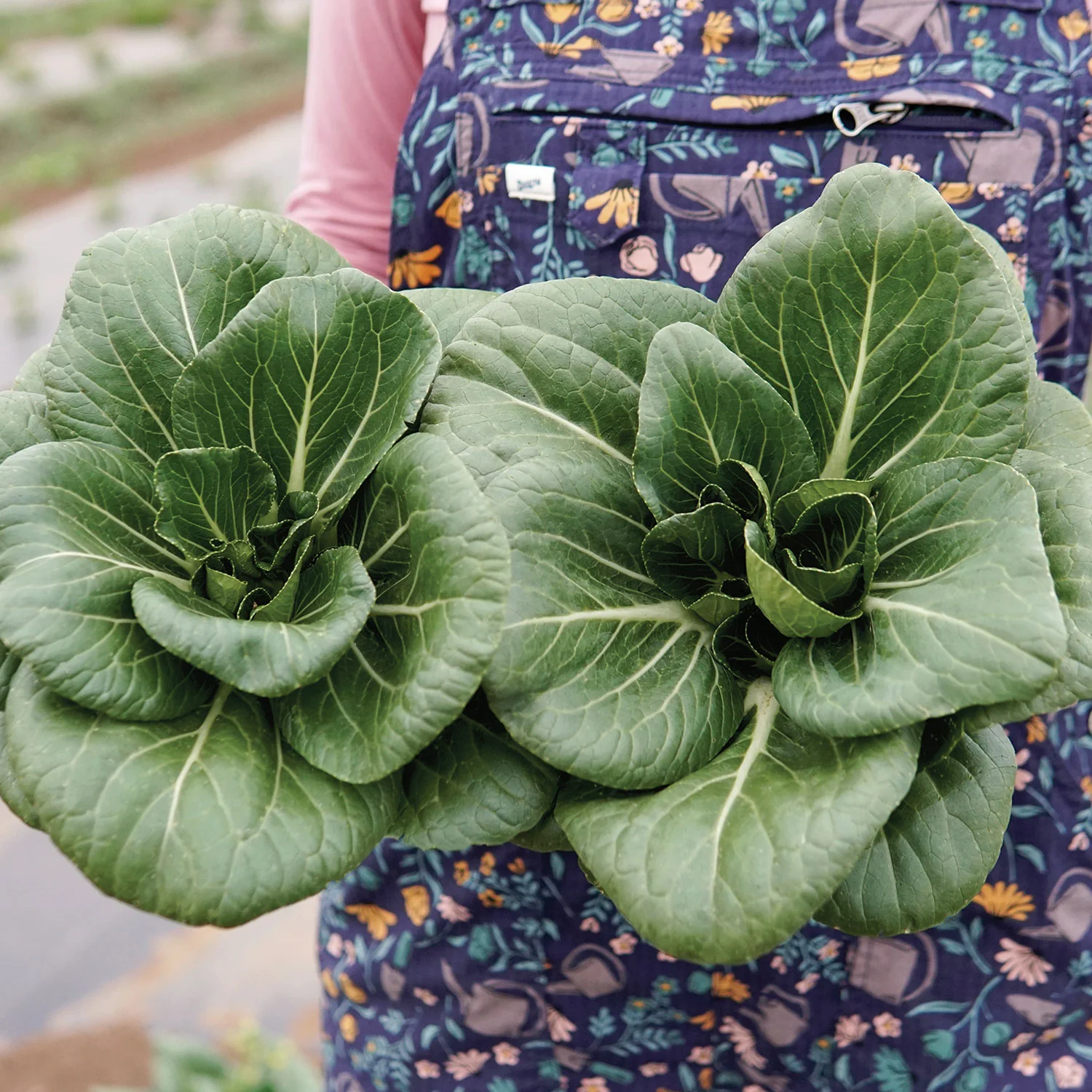 Ewok Pak Choi