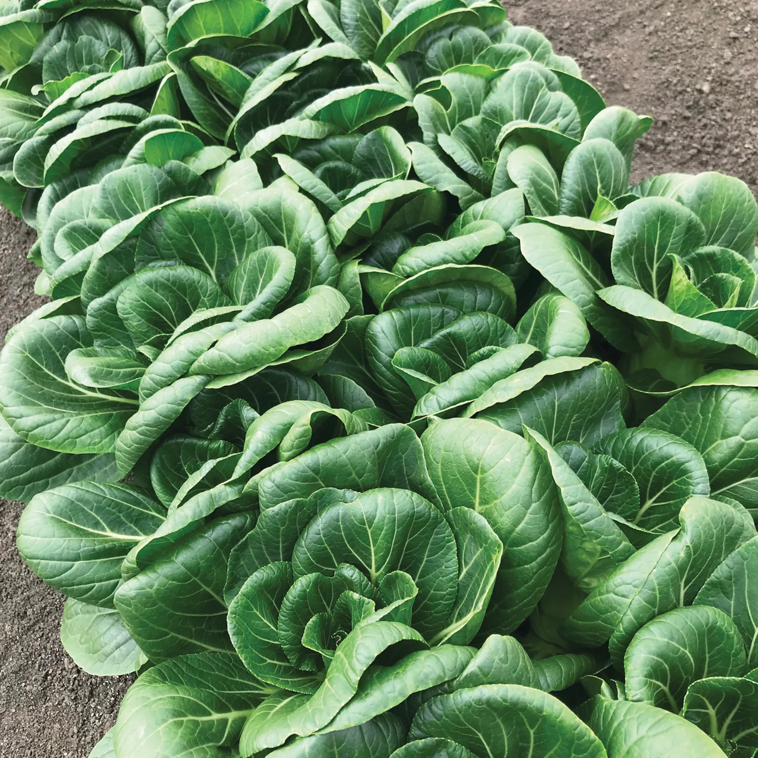 Ewok Pak Choi - Image 2