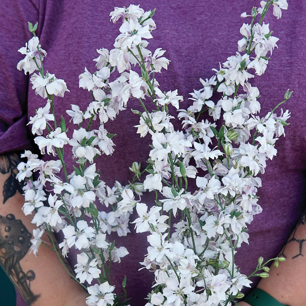 Fancy Smokey Eyes Larkspur