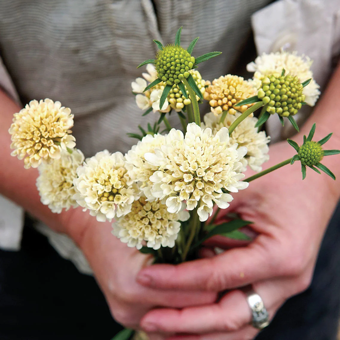 Fata Morgana Scabiosa