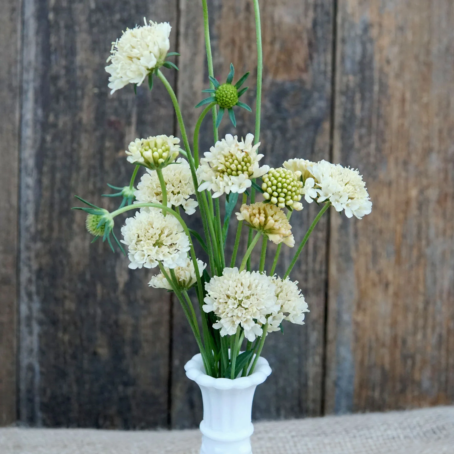 Fata Morgana Scabiosa - Image 2