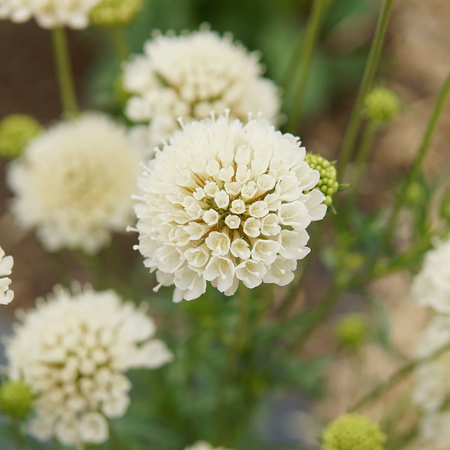 Fata Morgana Scabiosa - Image 3