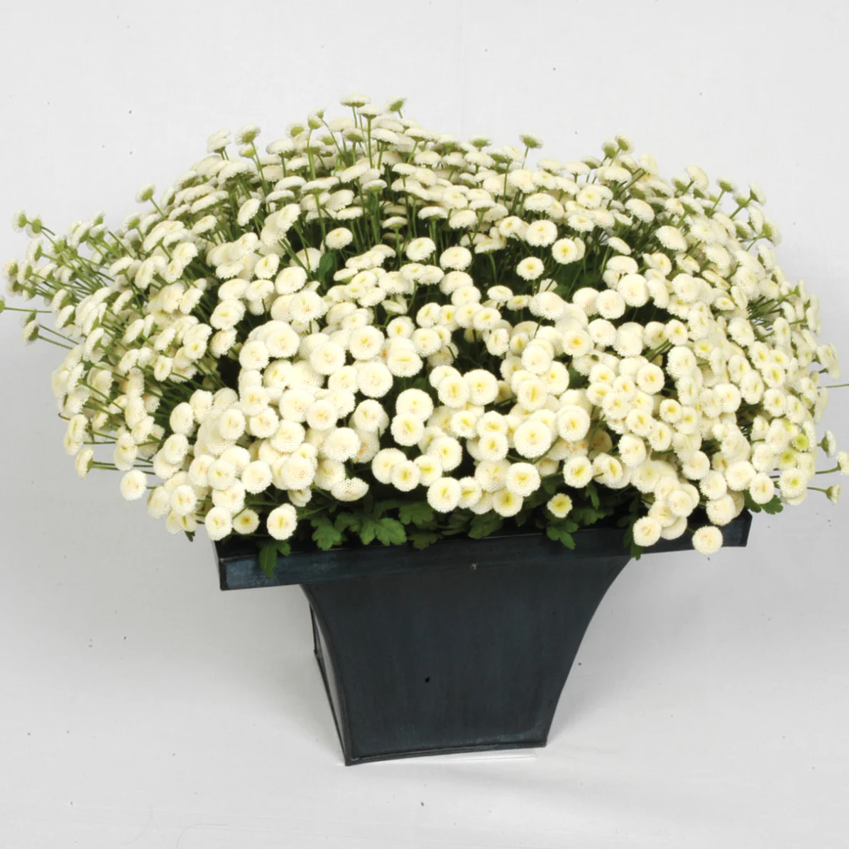 Vegmo Snowball Extra Feverfew - Image 2
