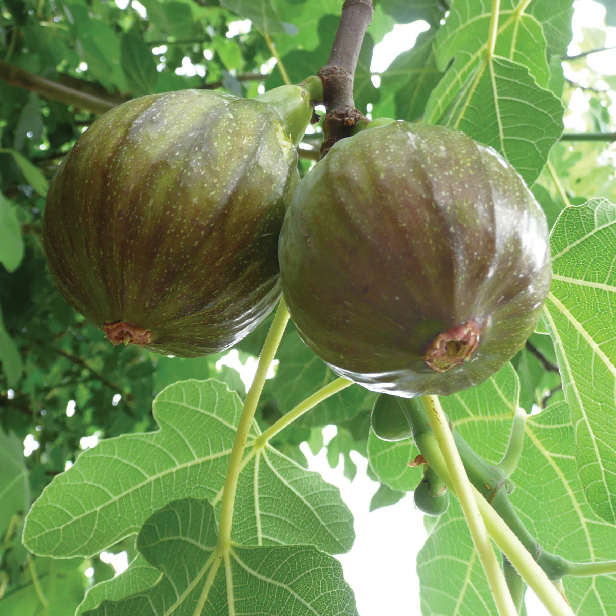 Olympian Fig Plant