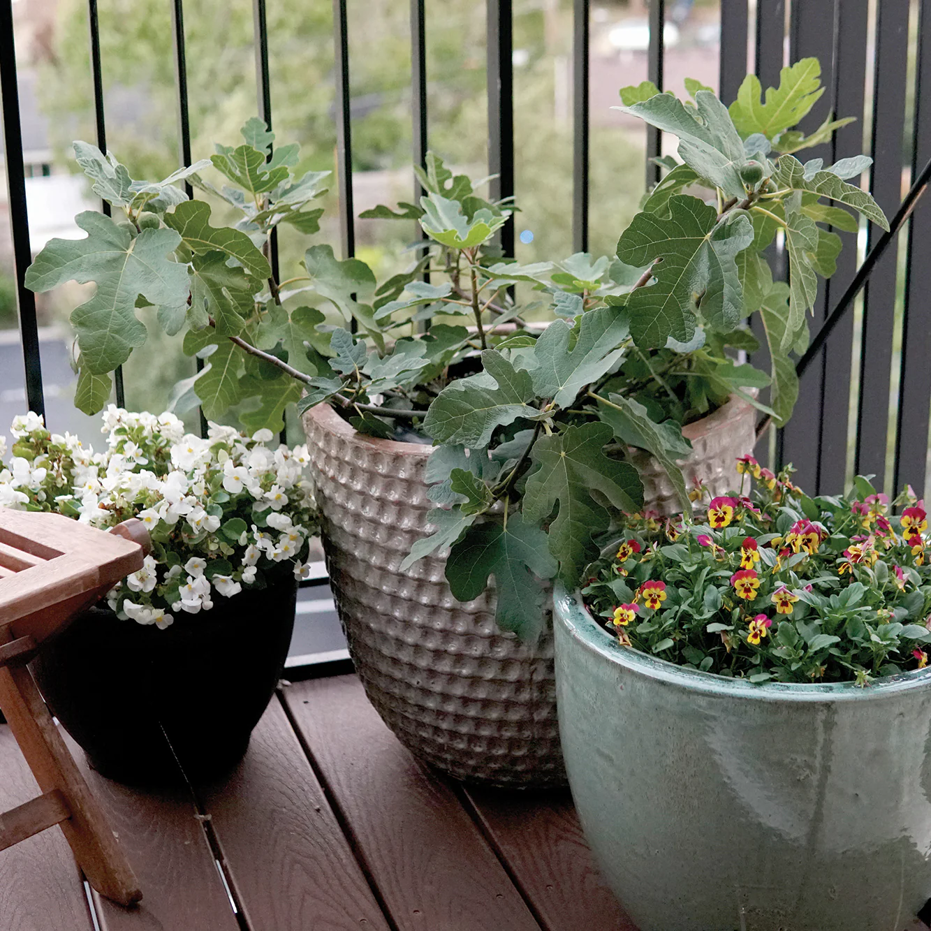 Fignomenal Fig Plant