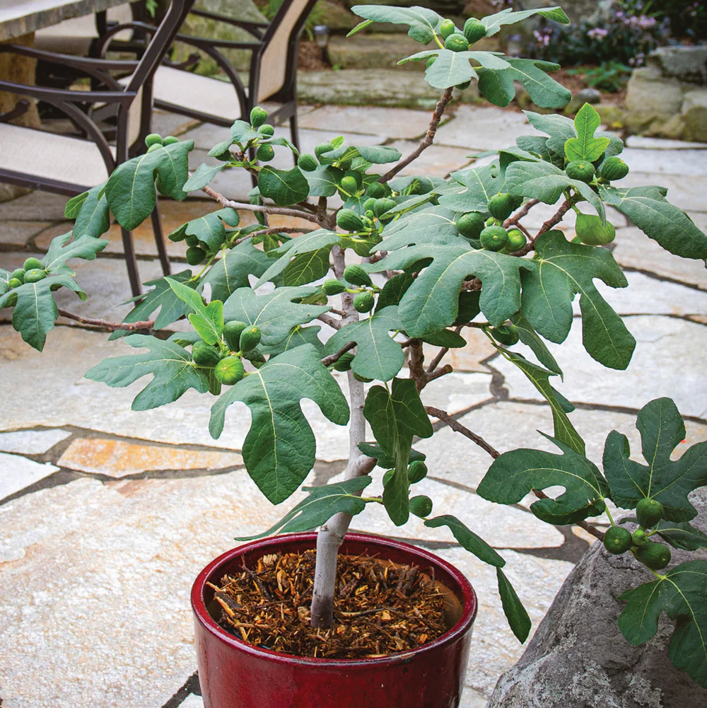 Fignomenal Fig Plant - Image 2