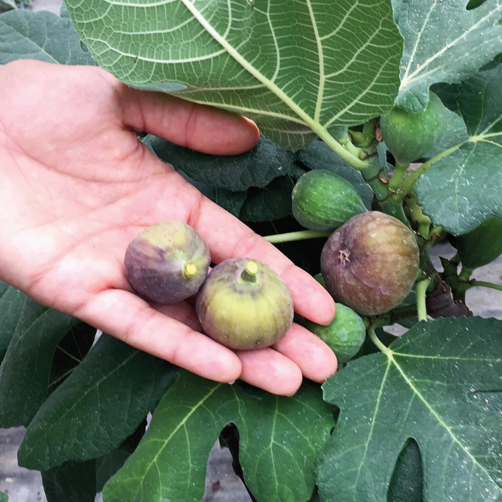 Fignomenal Fig Plant - Image 3