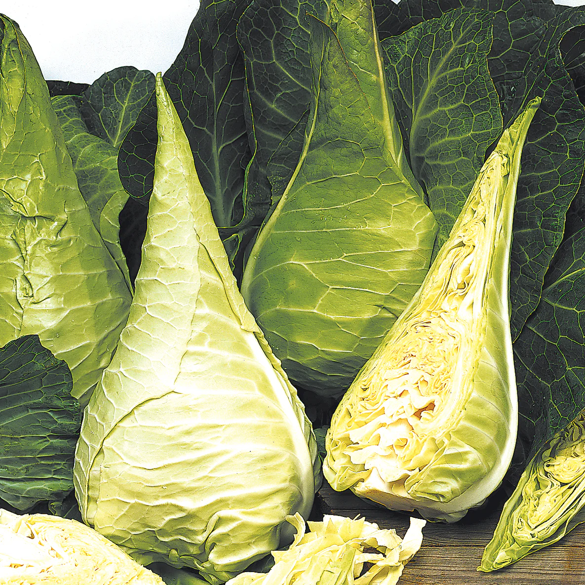 Filderkraut Cabbage