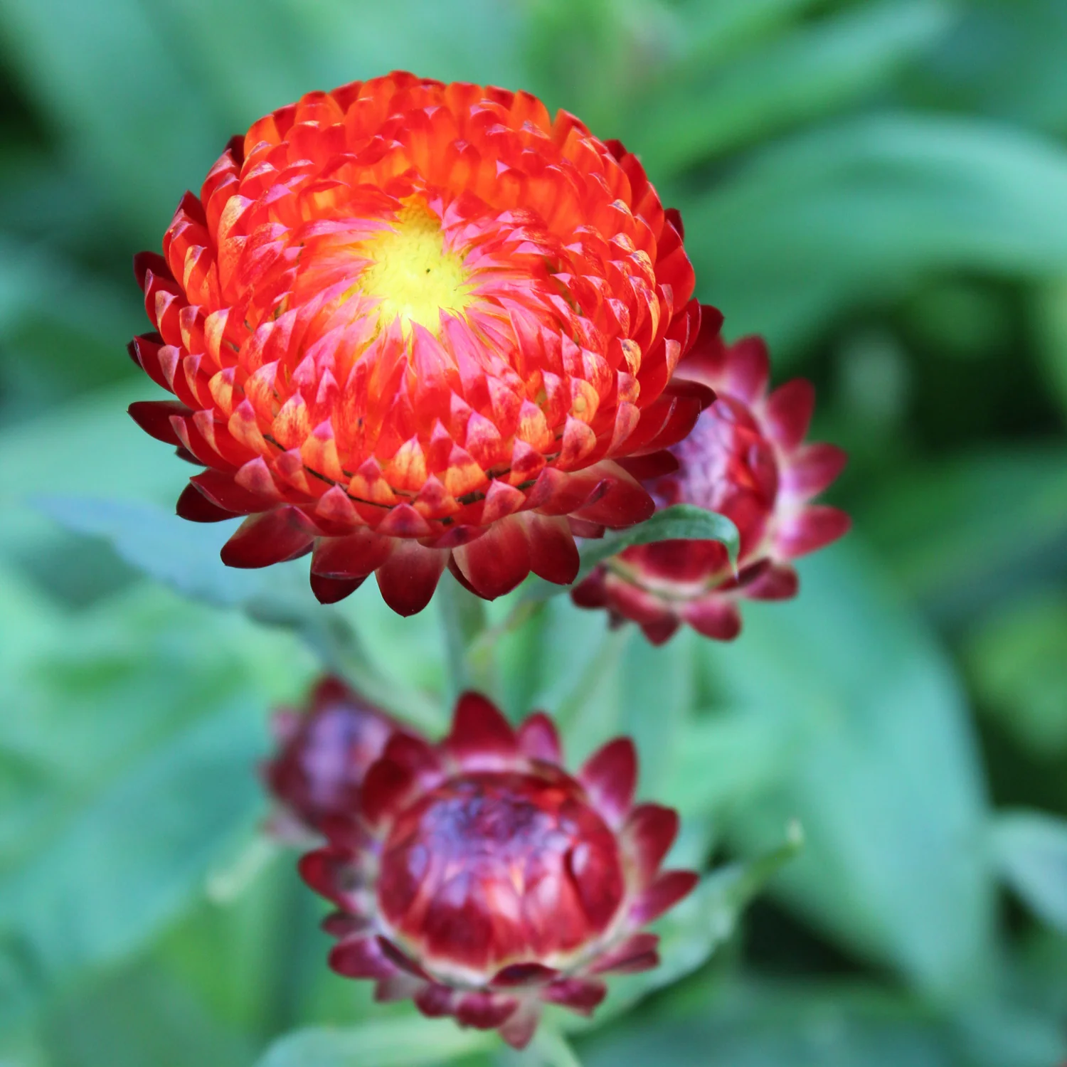 Fireball Strawflower
