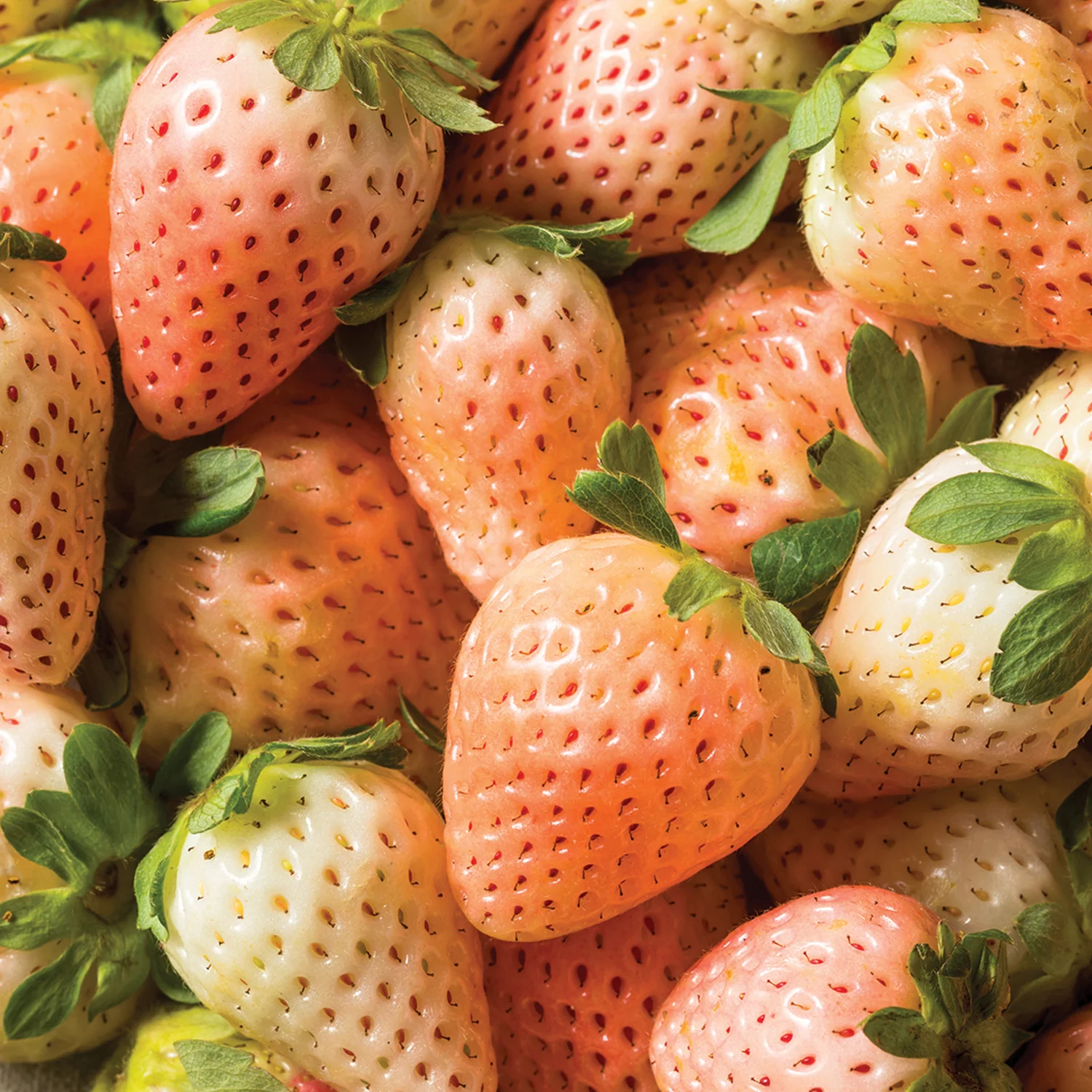 Flamingo Strawberry Bare Root