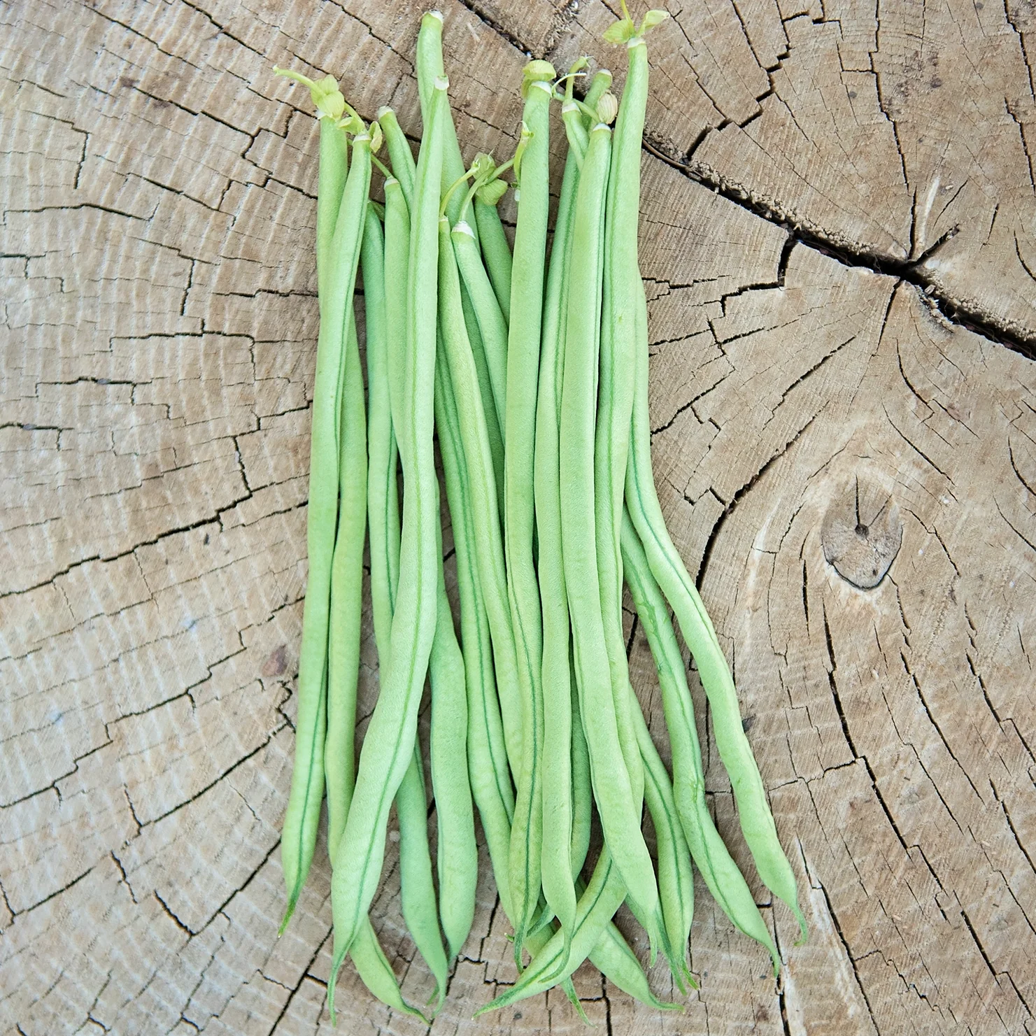 Fortex Bean