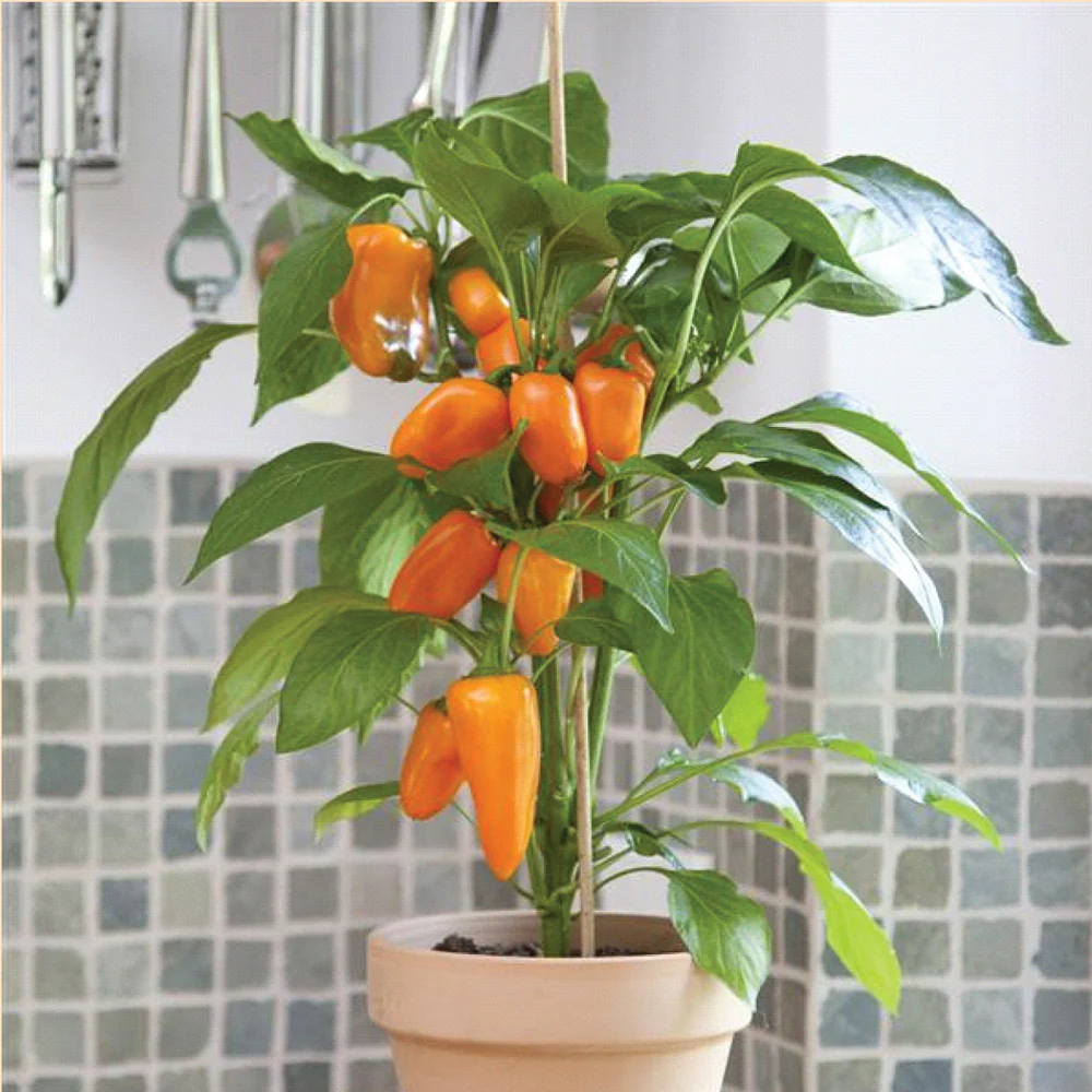 Fresh Bites Orange Pepper
