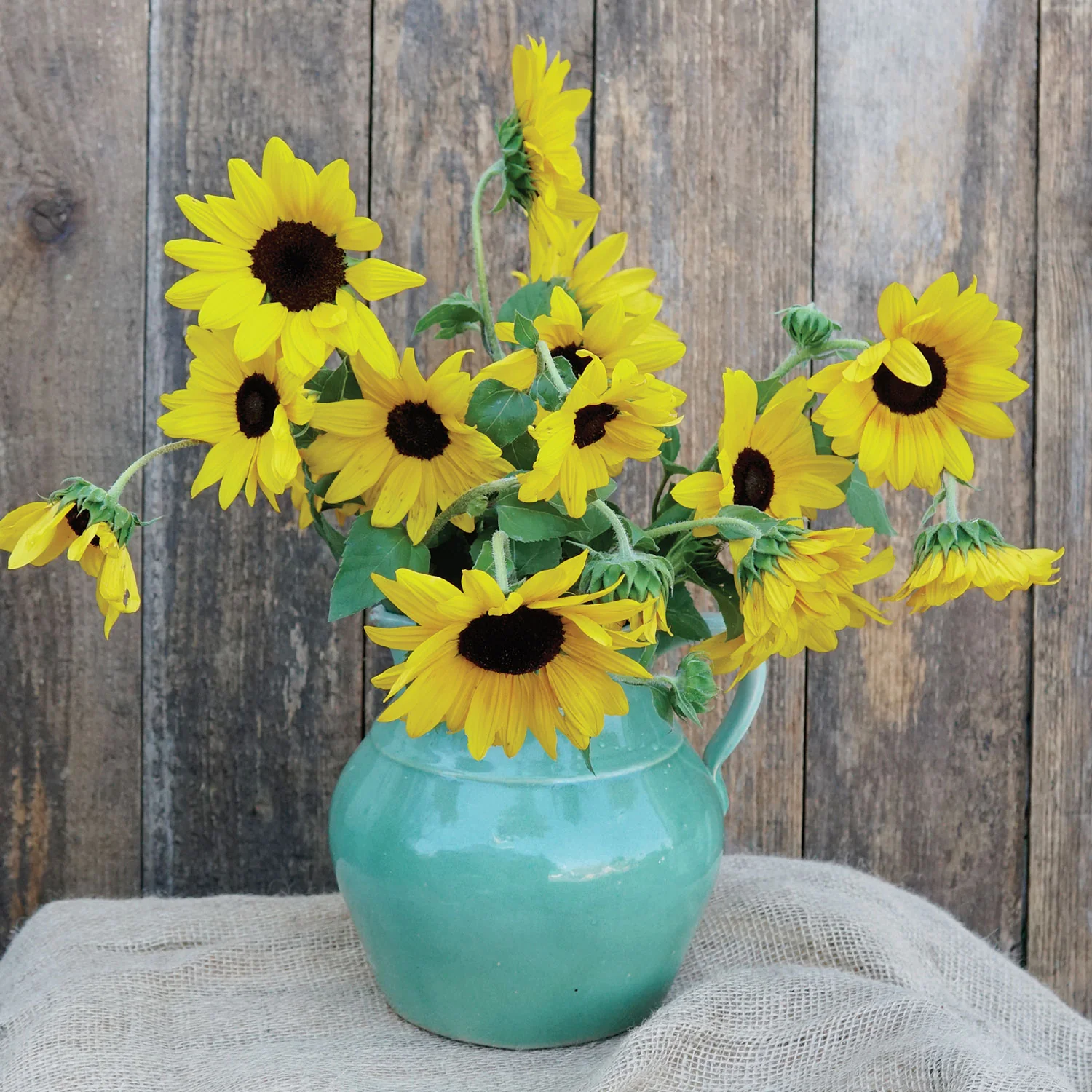 Full Summer Sunflower - Image 2