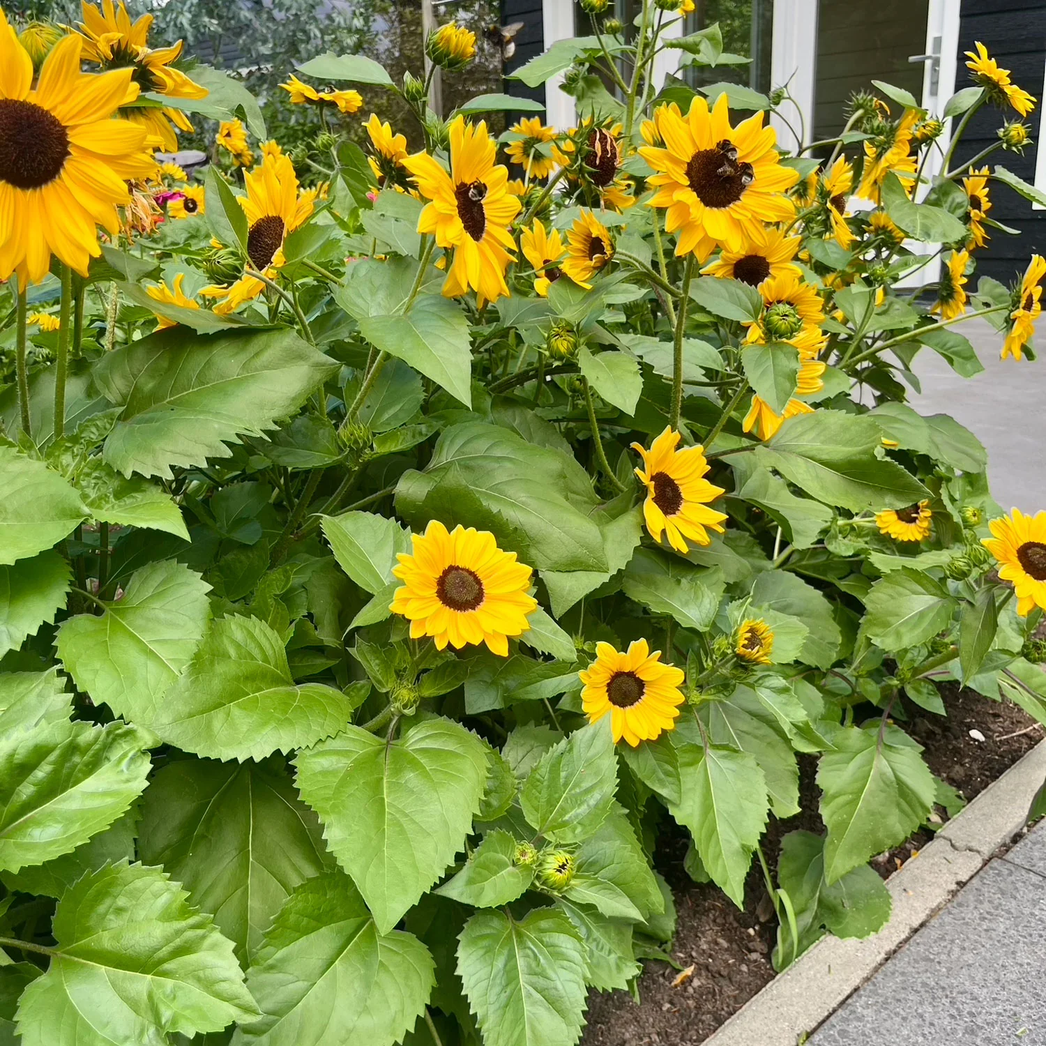 Full Summer Sunflower - Image 3