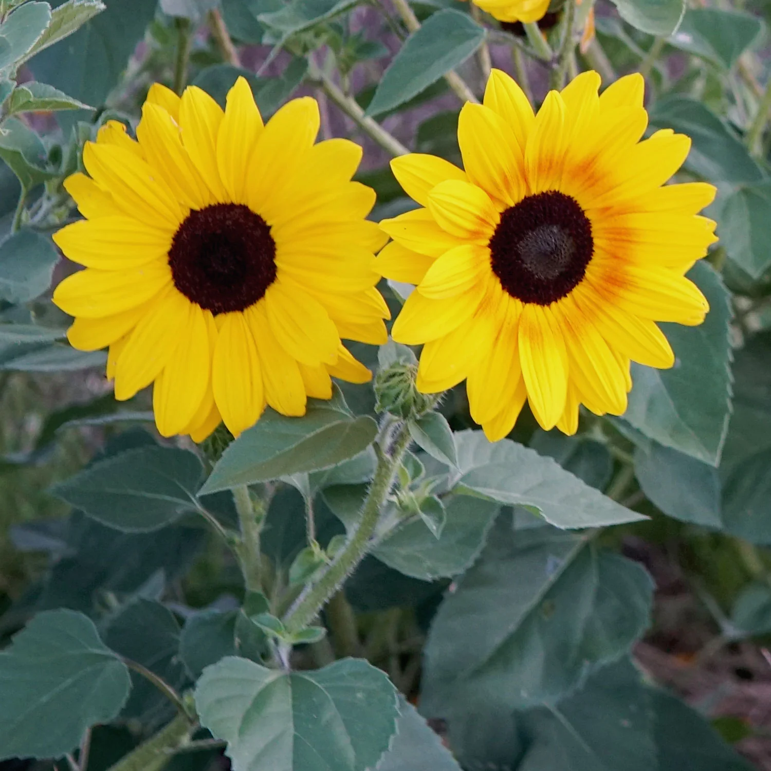 Full Summer Sunflower - Image 4