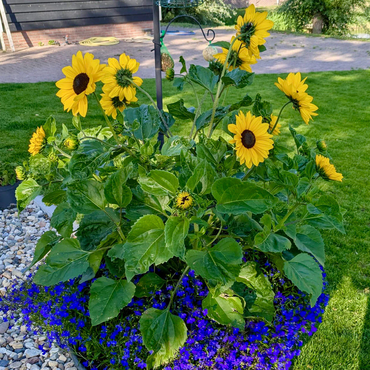 Full Summer Sunflower - Image 5