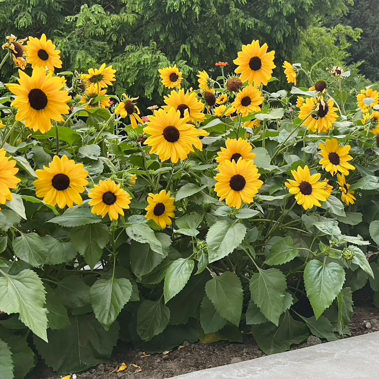 Full Summer Sunflower - Image 6
