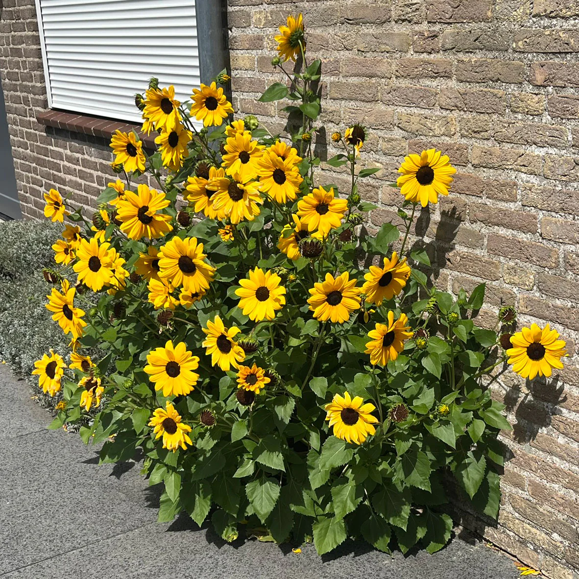 Full Summer Sunflower - Image 7
