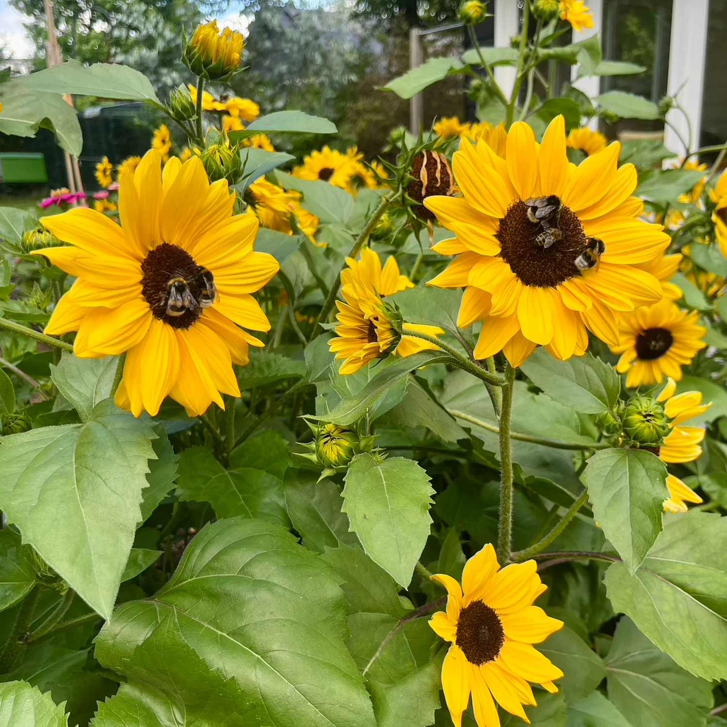 Full Summer Sunflower - Image 8