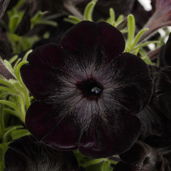 Fun House™ Black Widow Petunia