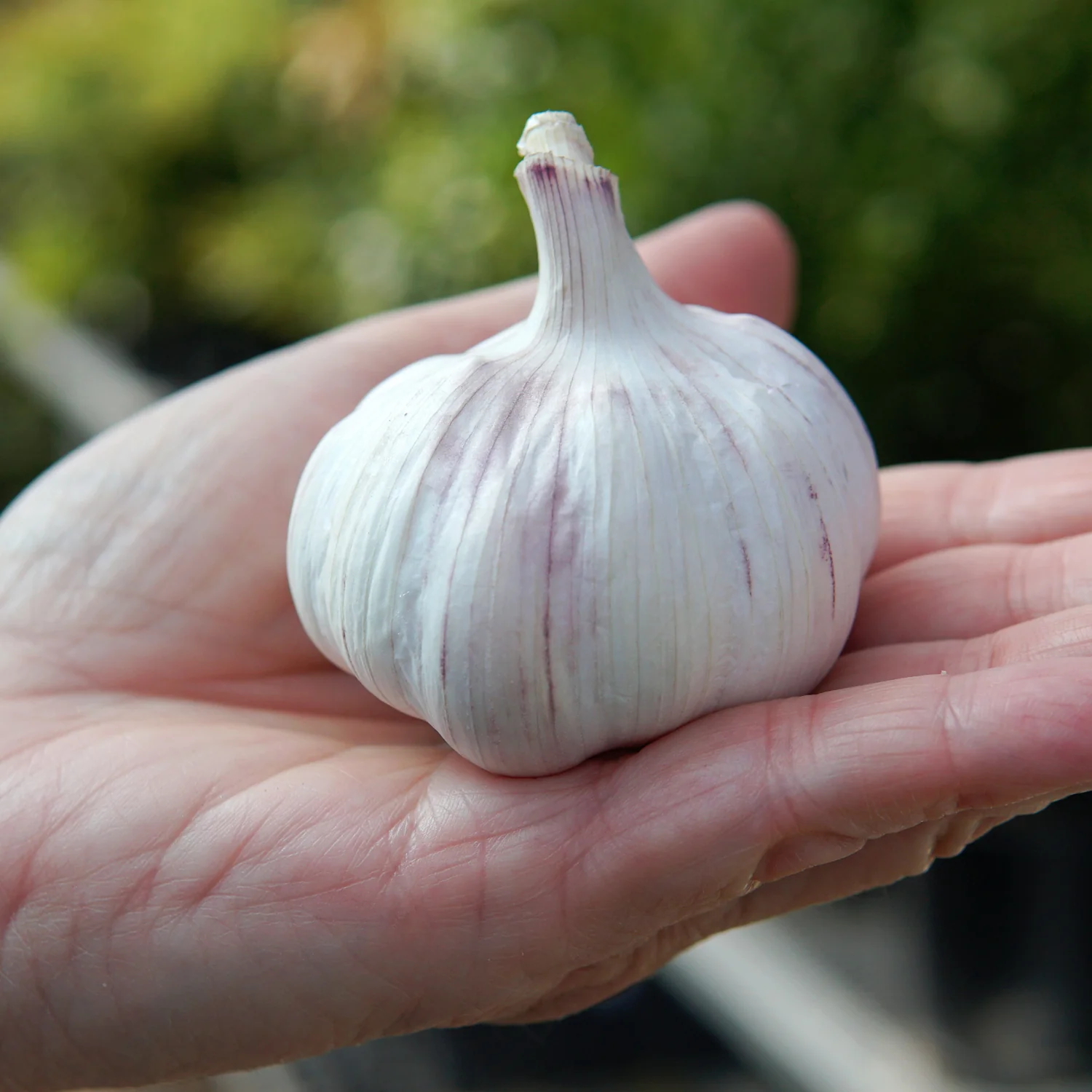 Early Red Italian Garlic - Image 2