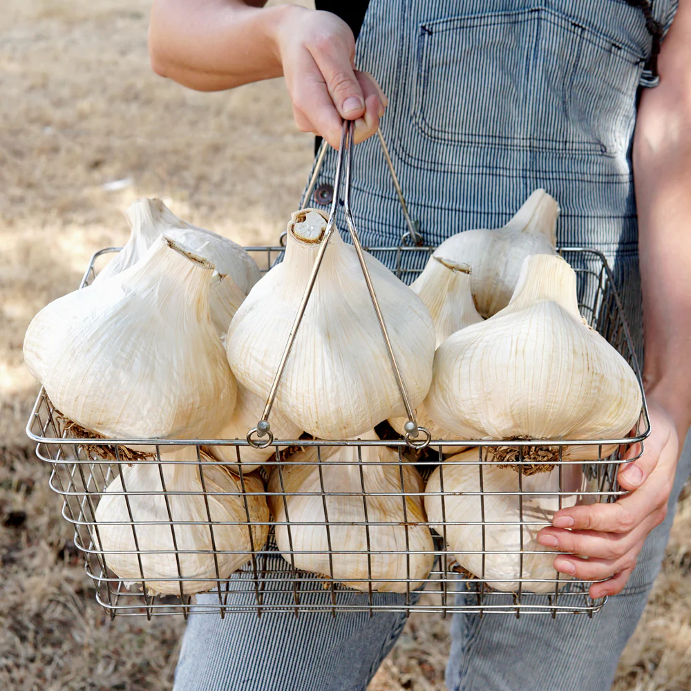Elephant Garlic