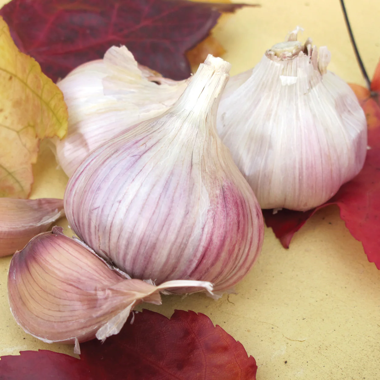 Vietnamese Red Garlic - Image 4