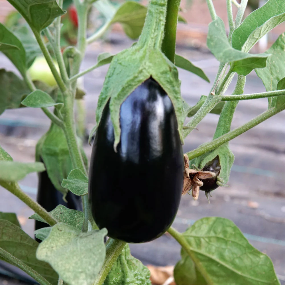 Gaudi Eggplant - Image 2