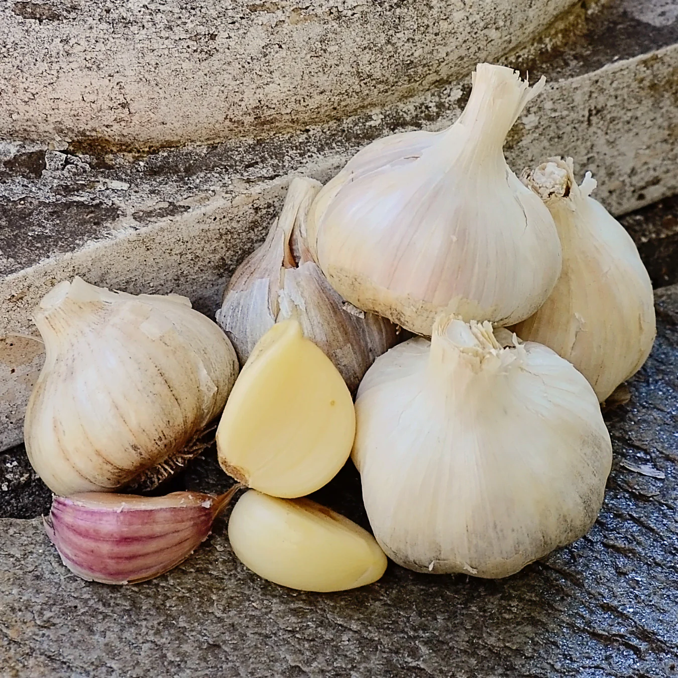 German Red Garlic - Image 2