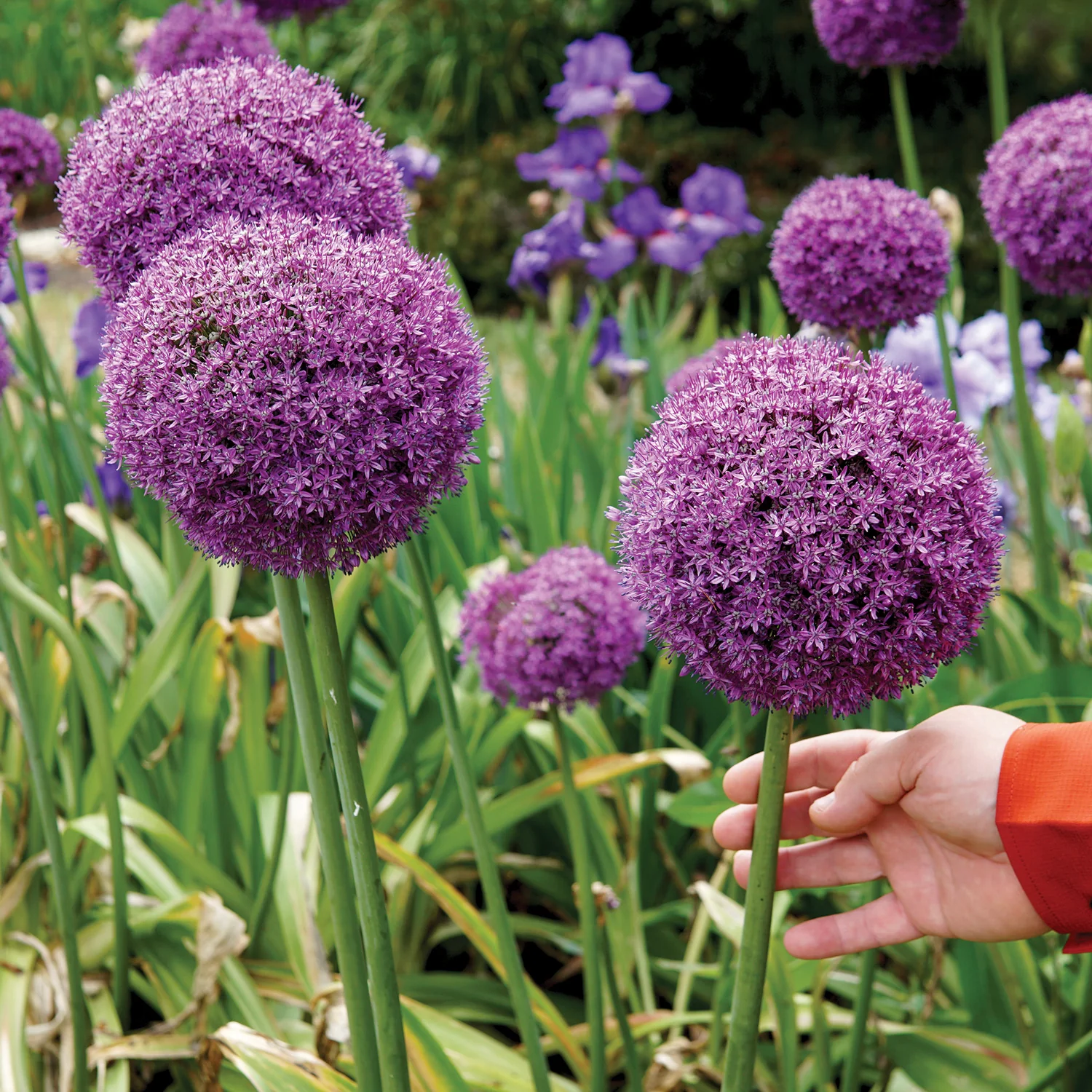 Gladiator Allium