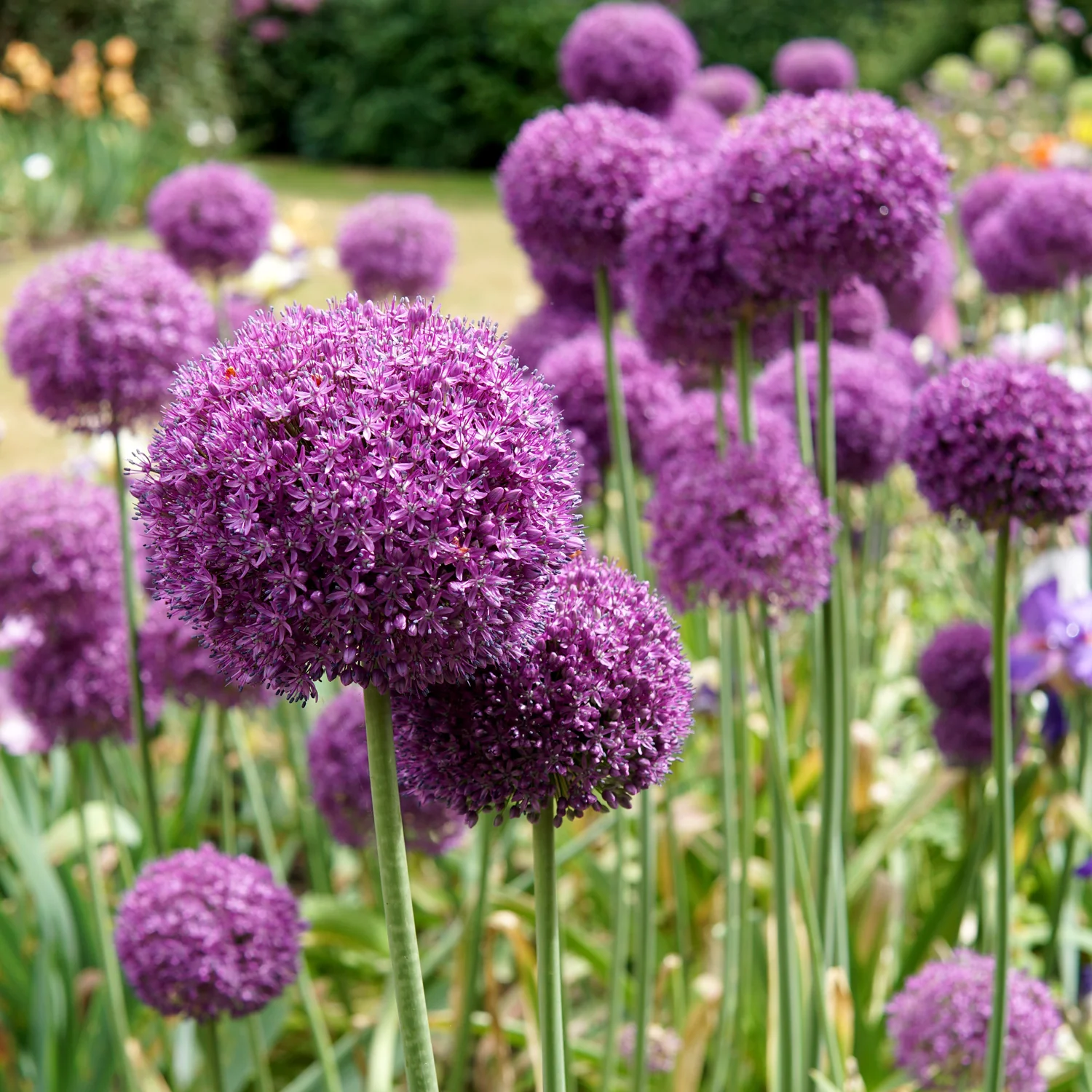 Gladiator Allium - Image 2