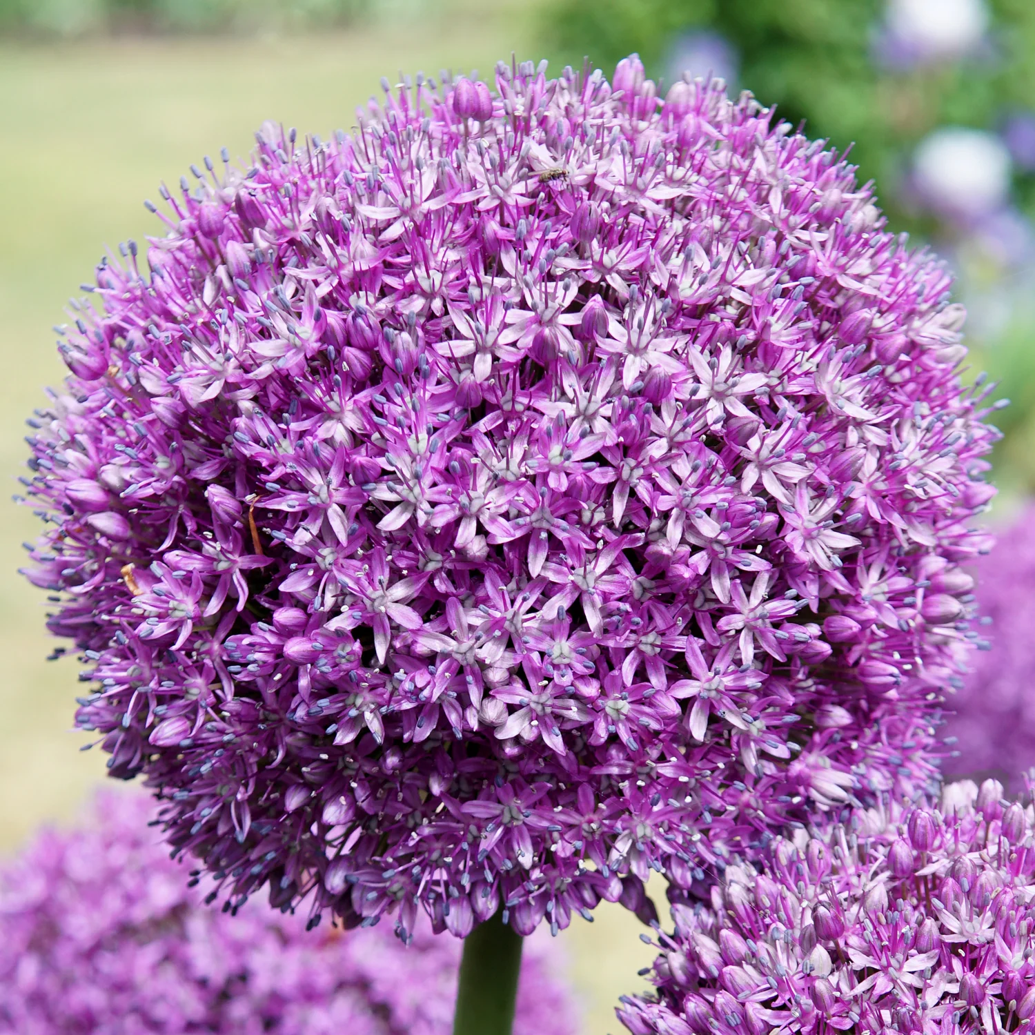 Gladiator Allium - Image 3