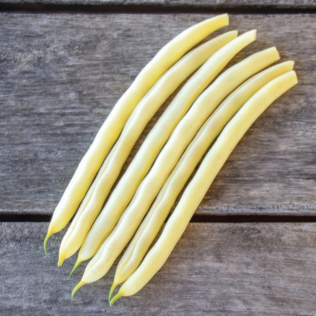 Gold Rush Bean - Image 2
