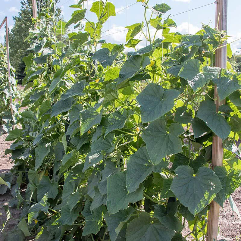 Goliath Cucumber - Image 2