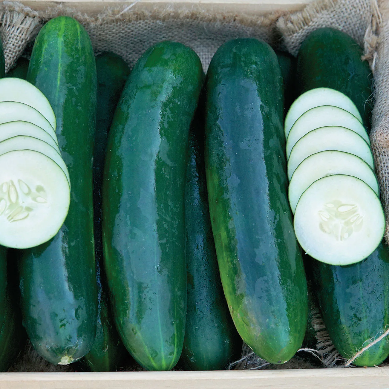 Goliath Cucumber - Image 3