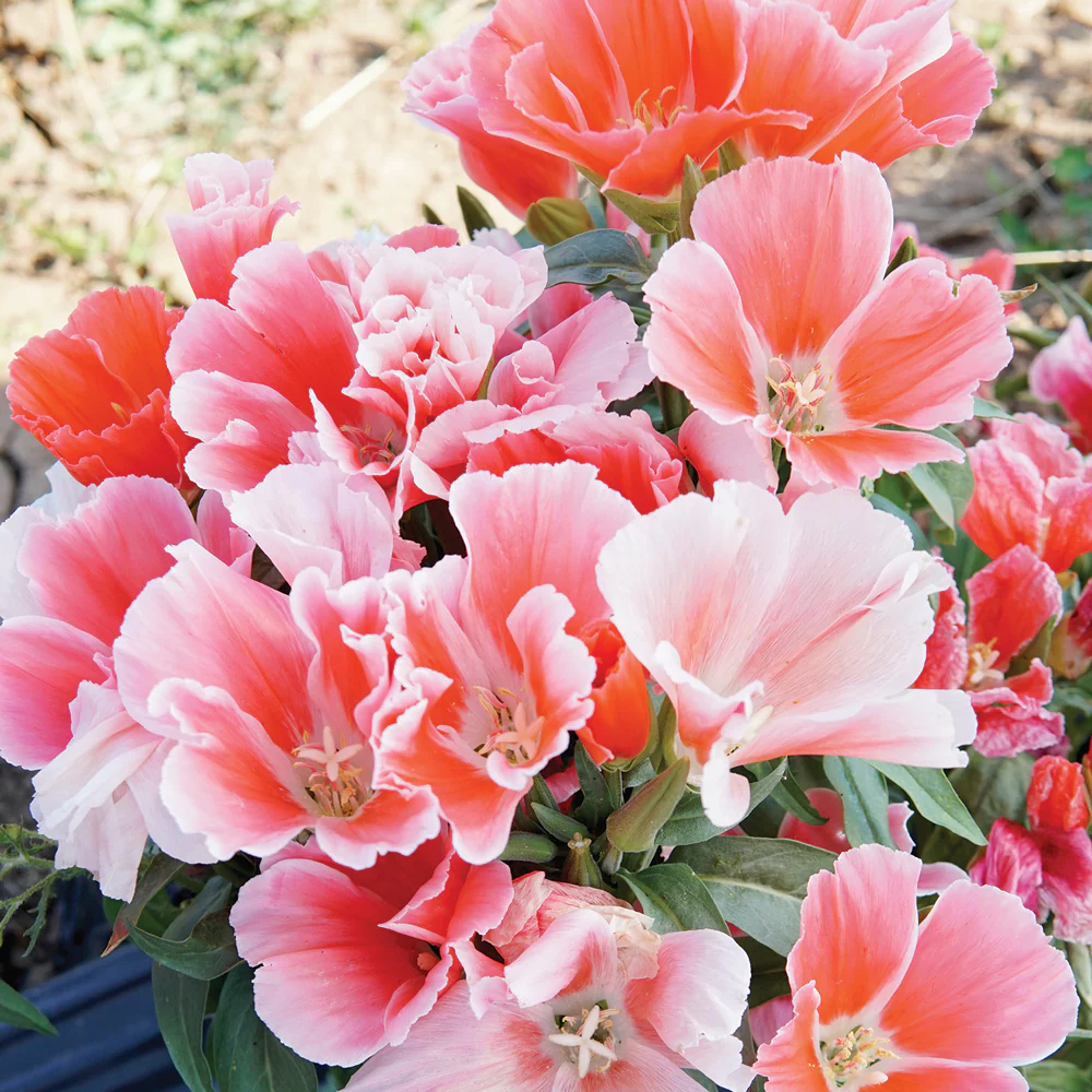 Grace Salmon Godetia