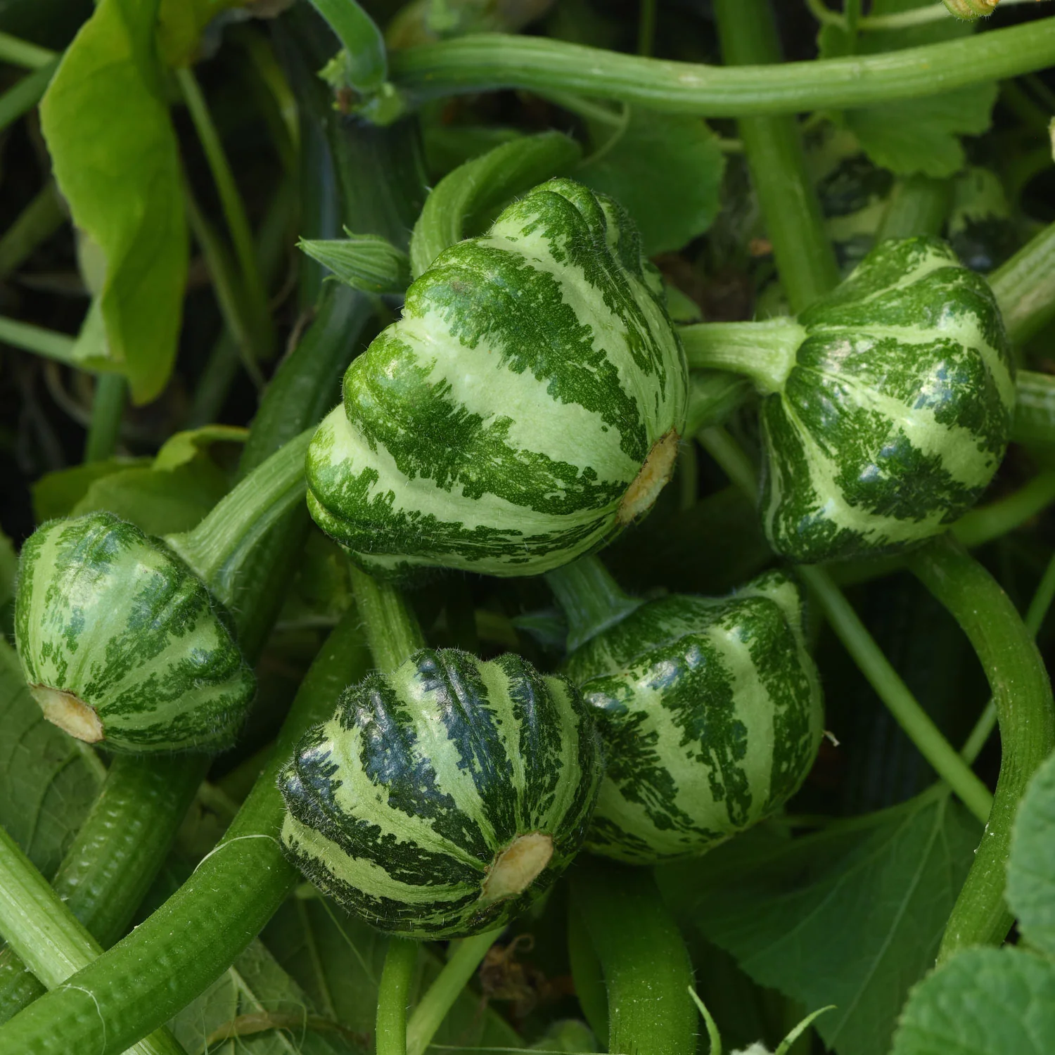 Green Lightning™ Summer Squash - Image 2