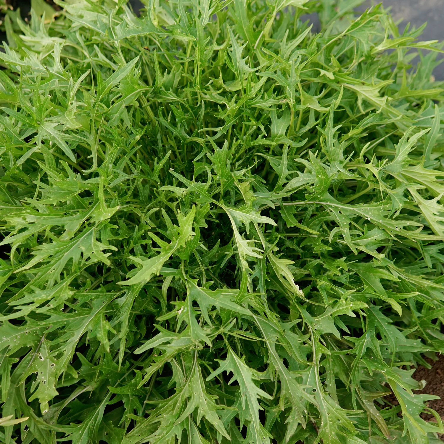 Green Mizuna Mustard - Image 2