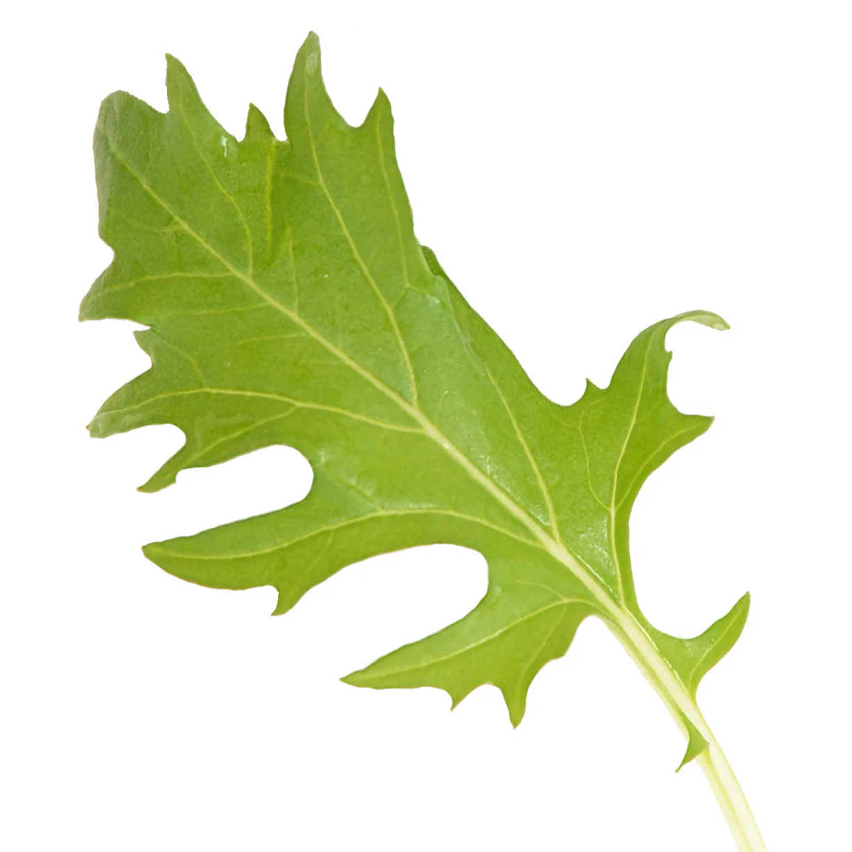 Green Mizuna Mustard - Image 3