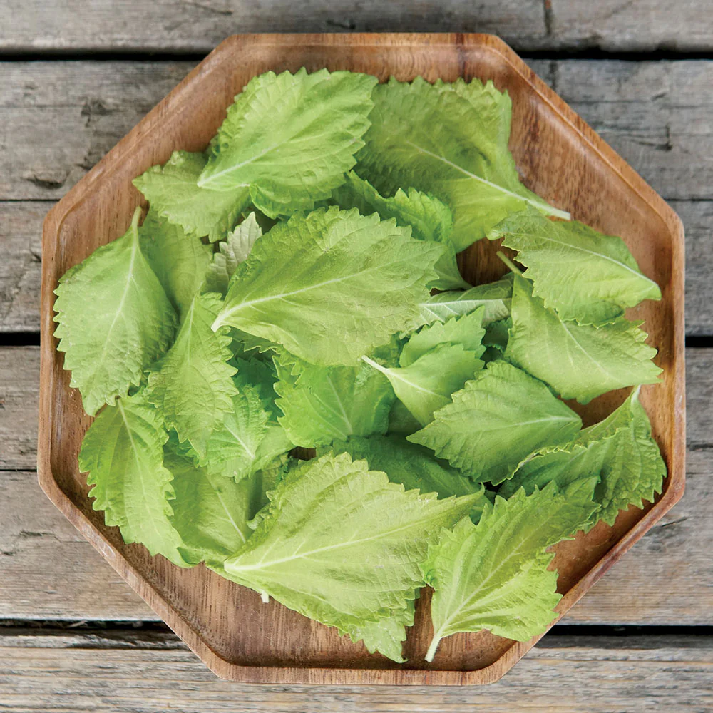 Green Perilla