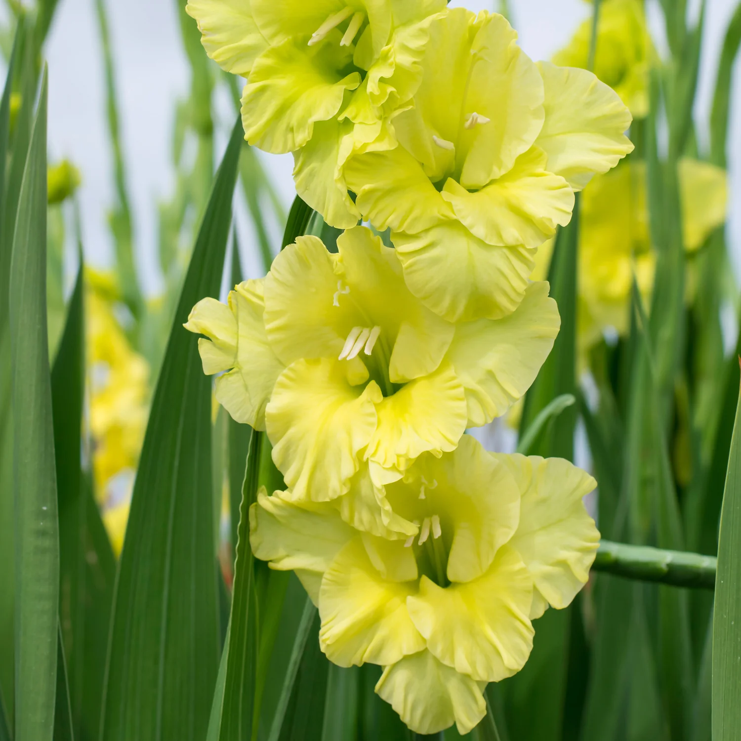 Green Star Gladiola