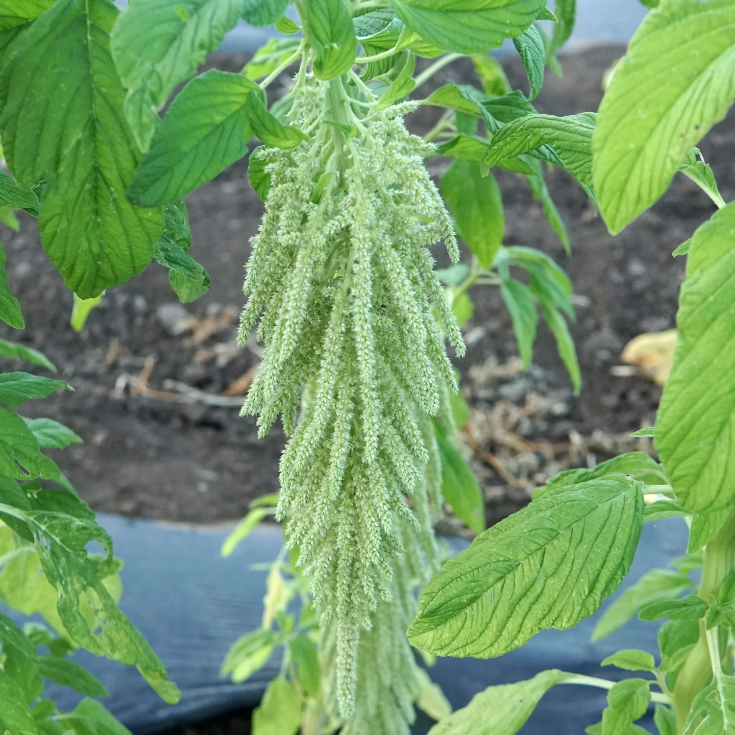 Green Tails Amaranth - Image 2