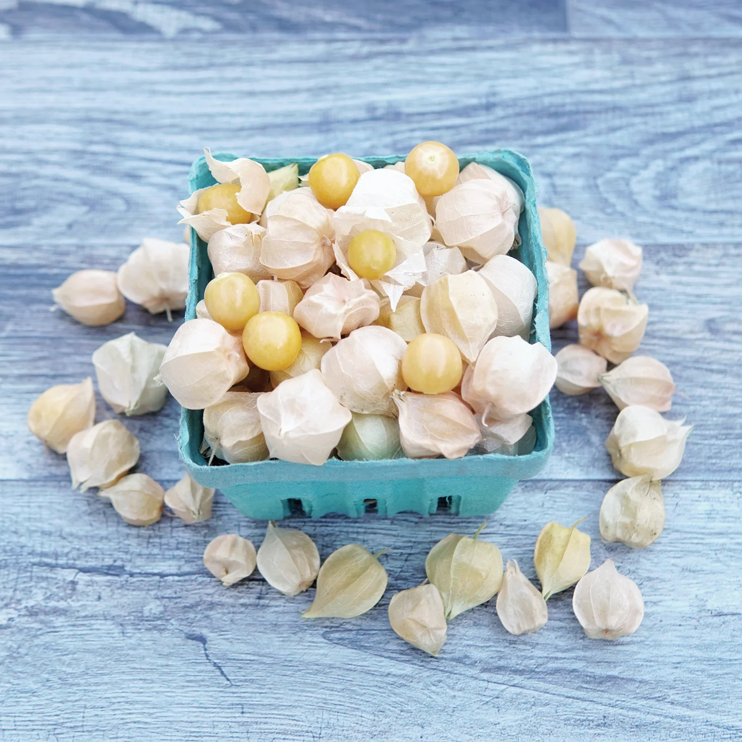 Pineapple Ground Cherry