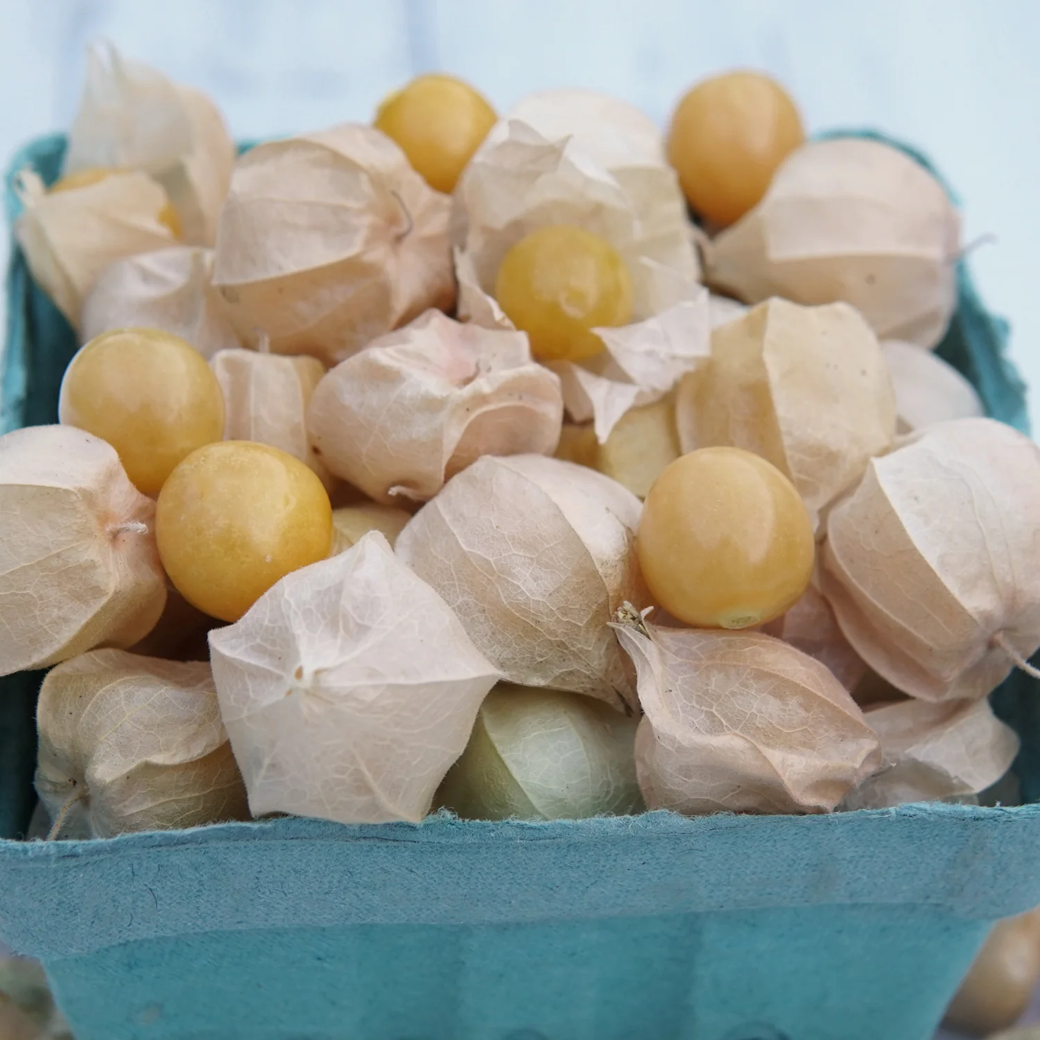 Pineapple Ground Cherry - Image 2