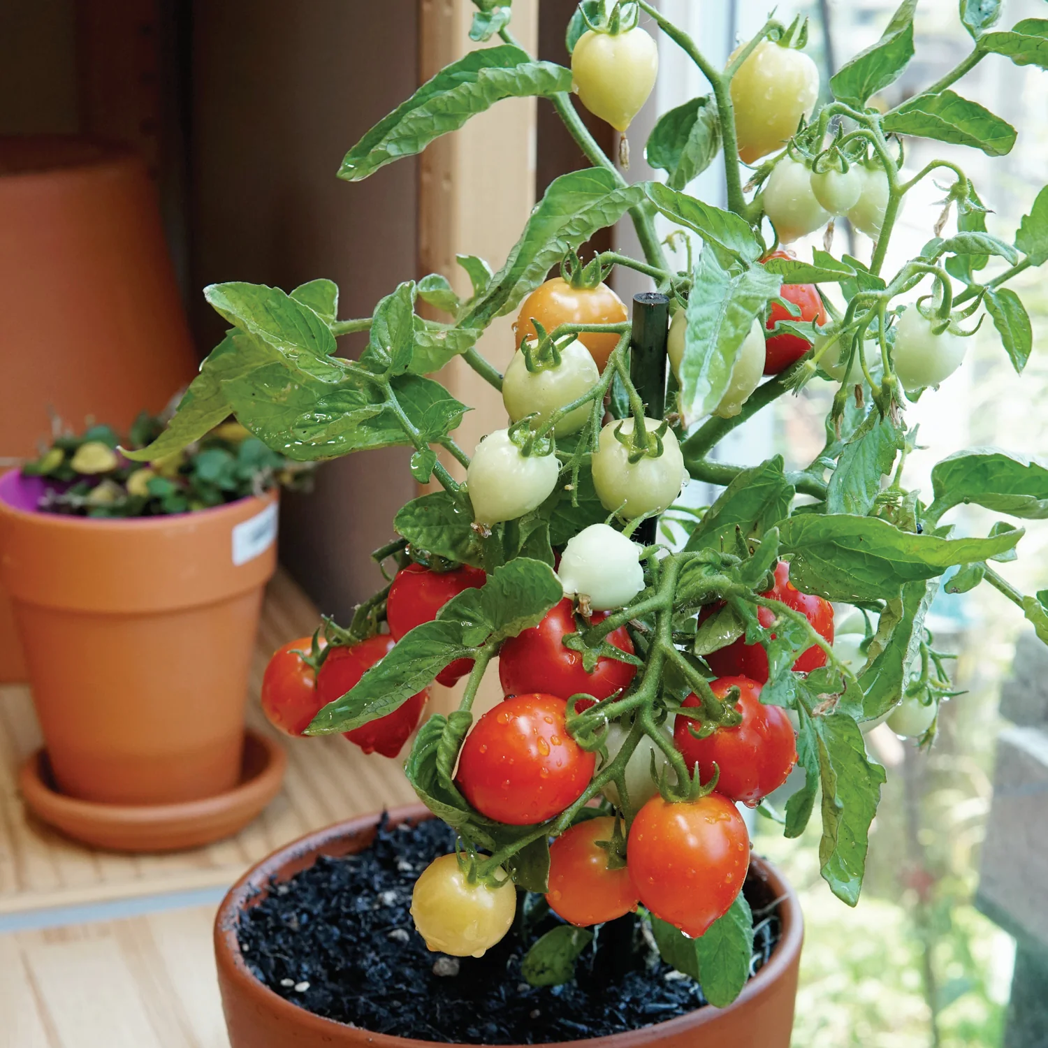 Heartbreakers™ Dora Red Tomato